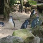 Pingu