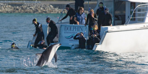 Kaikoura - Dolphin Encounter