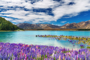 lake-tekapo-in-new-zealand